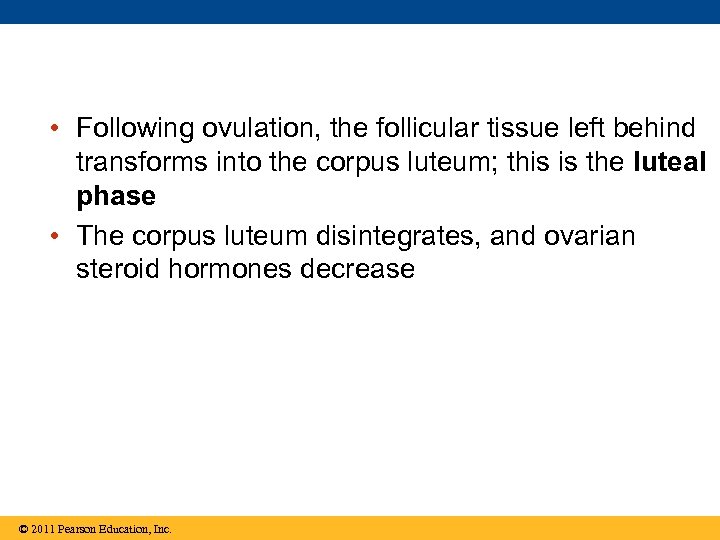  • Following ovulation, the follicular tissue left behind transforms into the corpus luteum;