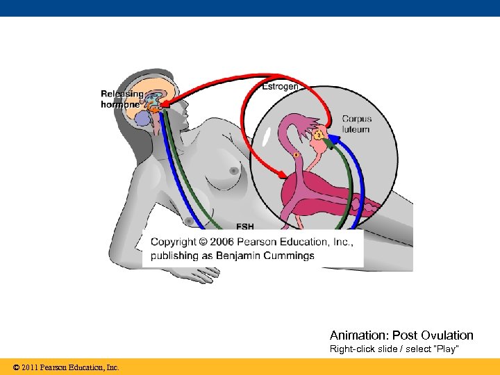 Animation: Post Ovulation Right-click slide / select “Play” © 2011 Pearson Education, Inc. 