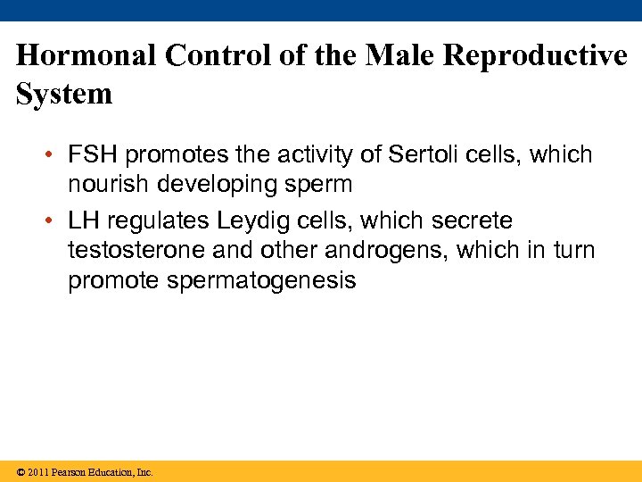 Hormonal Control of the Male Reproductive System • FSH promotes the activity of Sertoli