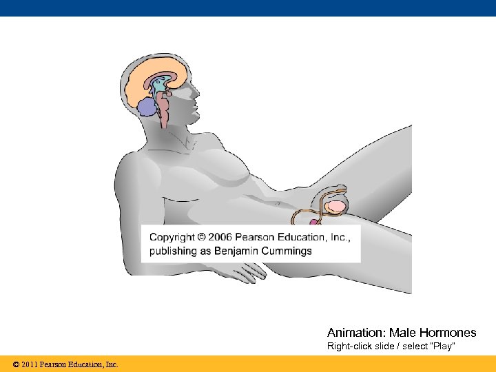 Animation: Male Hormones Right-click slide / select “Play” © 2011 Pearson Education, Inc. 