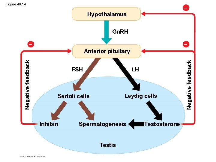 Figure 46. 14 Hypothalamus Gn. RH FSH LH Leydig cells Sertoli cells Inhibin Spermatogenesis