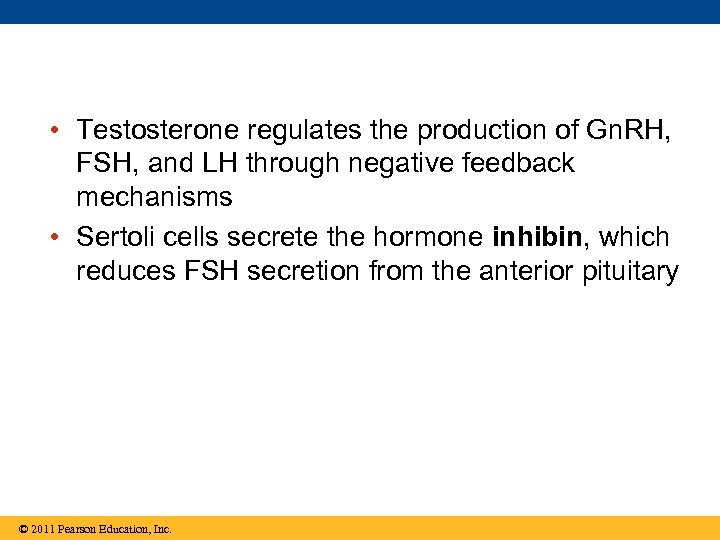  • Testosterone regulates the production of Gn. RH, FSH, and LH through negative