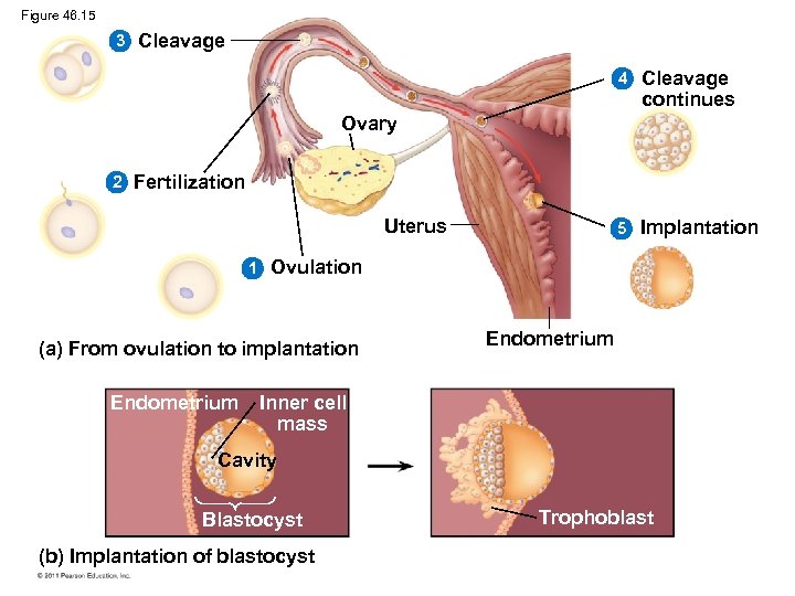 Figure 46. 15 3 Cleavage 4 Cleavage continues 5 Implantation Ovary 2 Fertilization Uterus