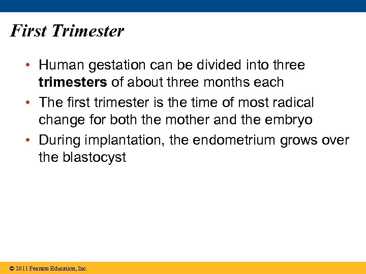 First Trimester • Human gestation can be divided into three trimesters of about three