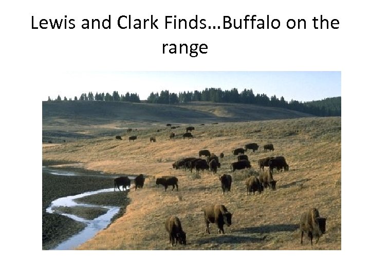 Lewis and Clark Finds…Buffalo on the range 