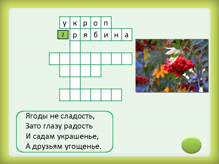 у к р о п 2 р я б и н а Ягоды не