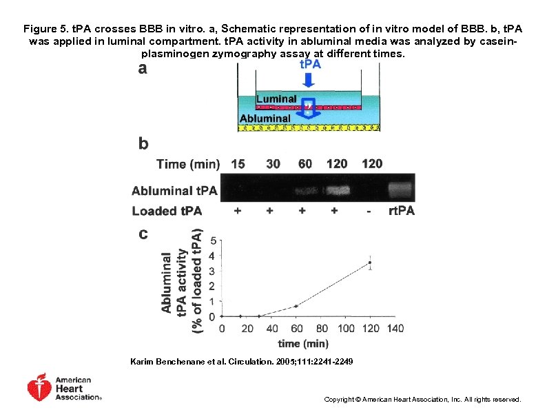 Figure 5. t. PA crosses BBB in vitro. a, Schematic representation of in vitro