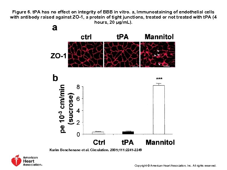 Figure 6. t. PA has no effect on integrity of BBB in vitro. a,