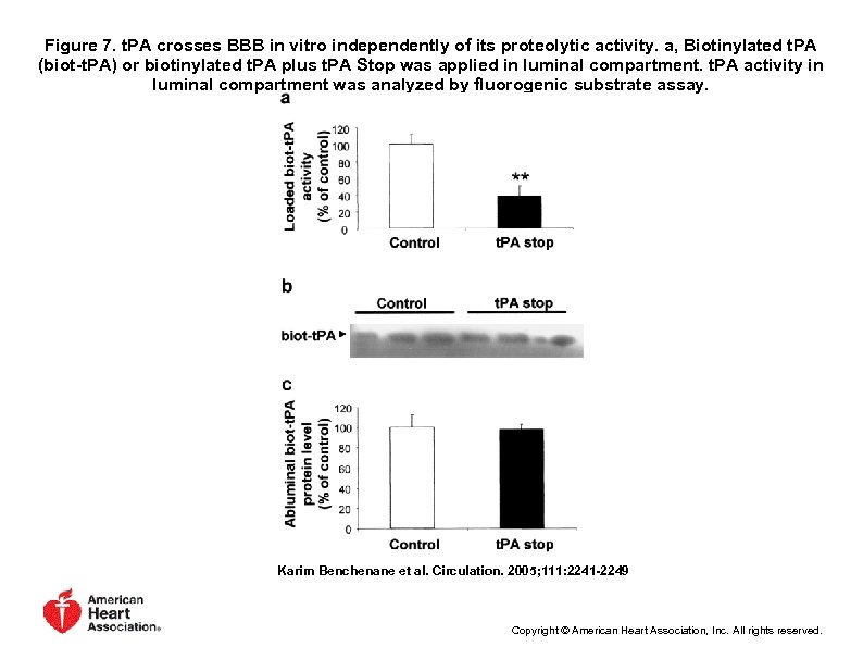Figure 7. t. PA crosses BBB in vitro independently of its proteolytic activity. a,