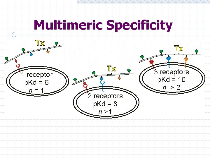 Multimeric Specificity 