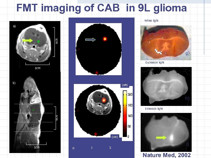 FMT imaging of CAB in 9 L glioma White light a) 1 cm g)