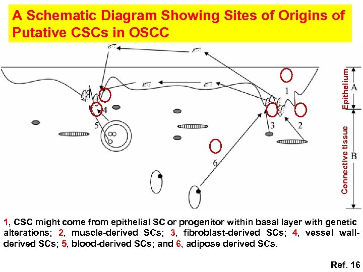 Connective tissue Epithelium A Schematic Diagram Showing Sites of Origins of Putative CSCs in