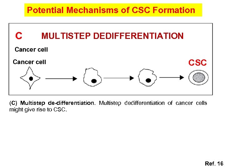 Potential Mechanisms of CSC Formation C MULTISTEP DEDIFFERENTIATION Cancer cell CSC (C) Multistep de-differentiation.