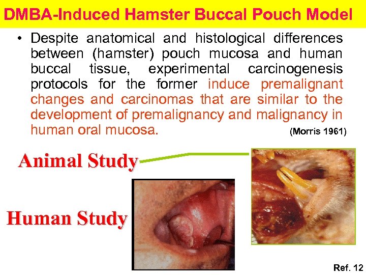 DMBA-Induced Hamster Buccal Pouch Model • Despite anatomical and histological differences between (hamster) pouch
