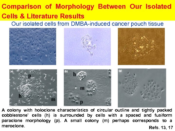 Comparison of Morphology Between Our Isolated Cells & Literature Results Our isolated cells from