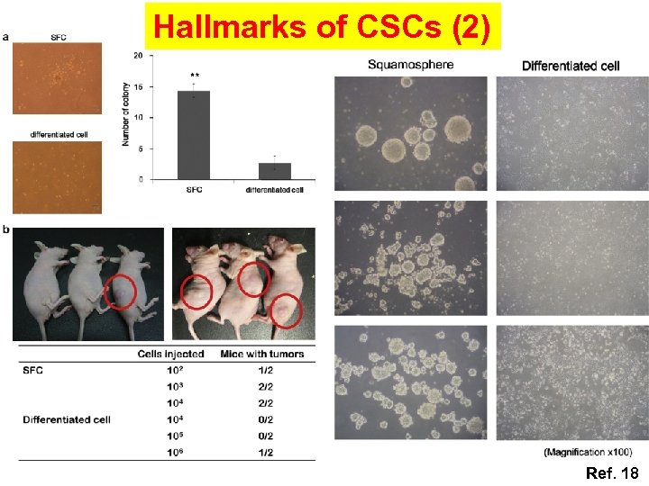 Hallmarks of CSCs (2) Ref. 18 