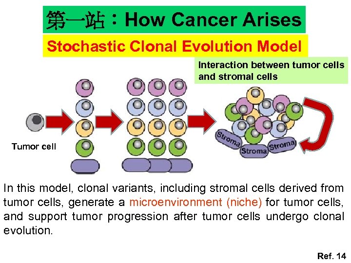 第一站：How Cancer Arises Stochastic Clonal Evolution Model Interaction between tumor cells and stromal cells