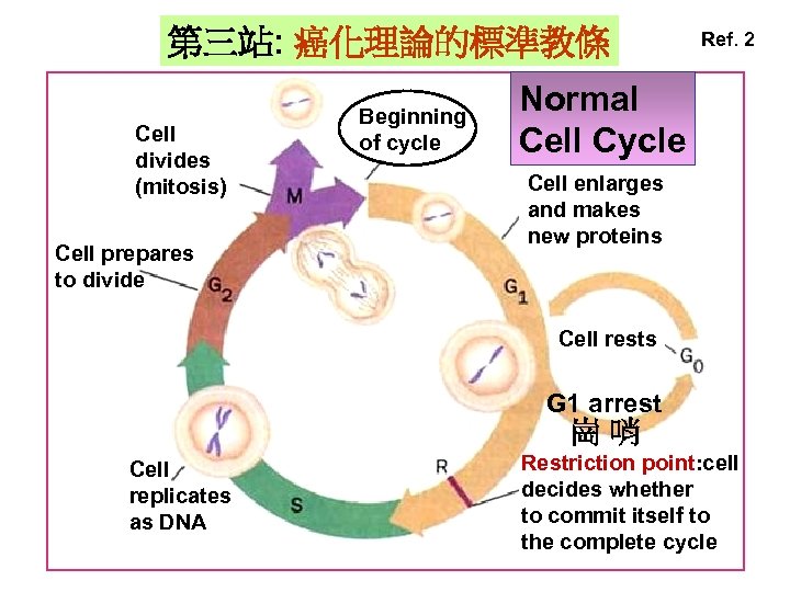 第三站: 癌化理論的標準教條 Cell divides (mitosis) Cell prepares to divide Beginning of cycle Ref. 2