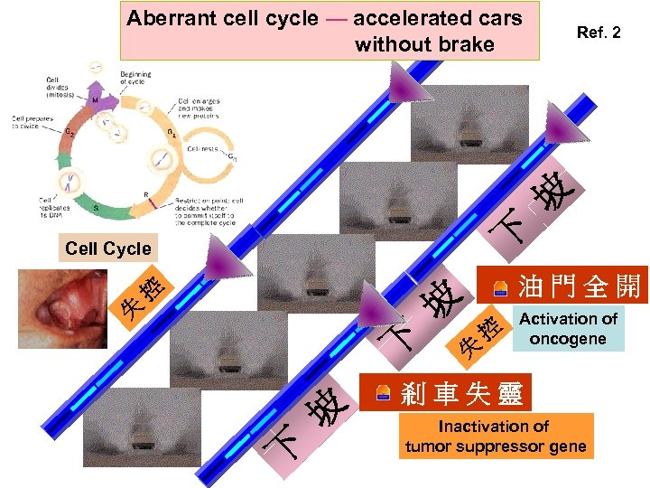 Aberrant cell cycle — accelerated cars without brake Ref. 2 坡 下 Cell Cycle