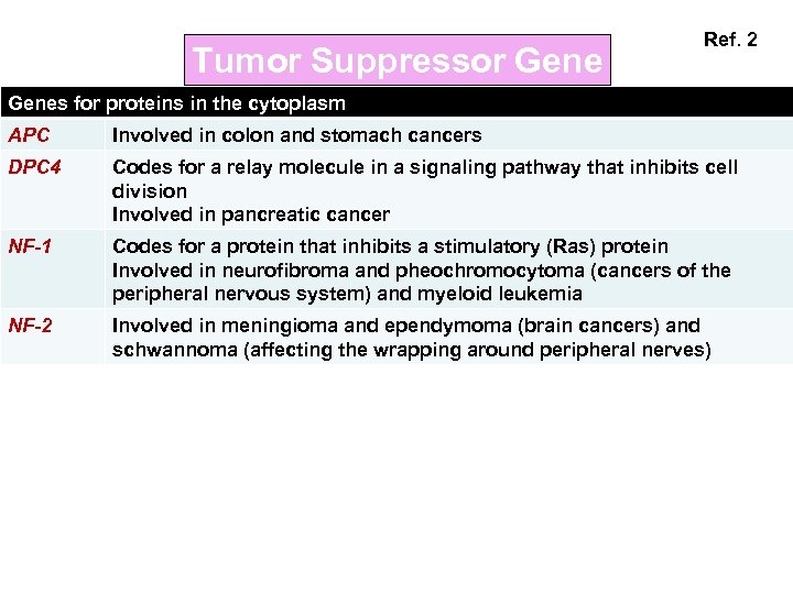 Tumor Suppressor Gene Ref. 2 Genes for proteins in the cytoplasm APC Involved in