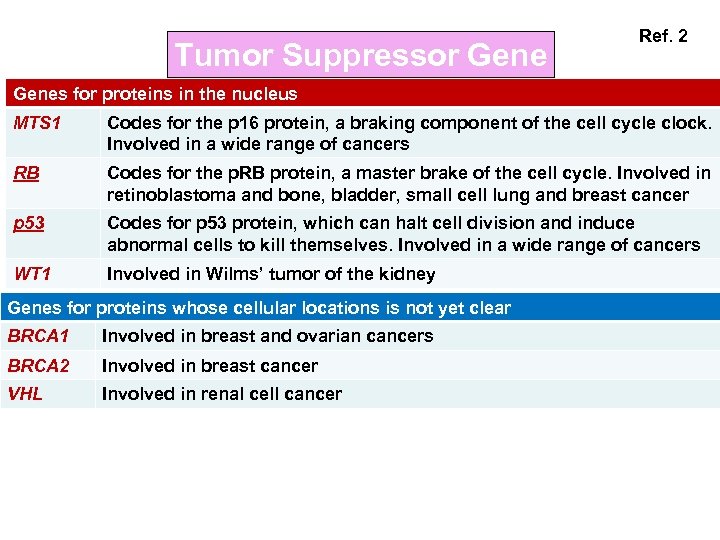 Tumor Suppressor Gene Ref. 2 Genes for proteins in the nucleus MTS 1 Codes