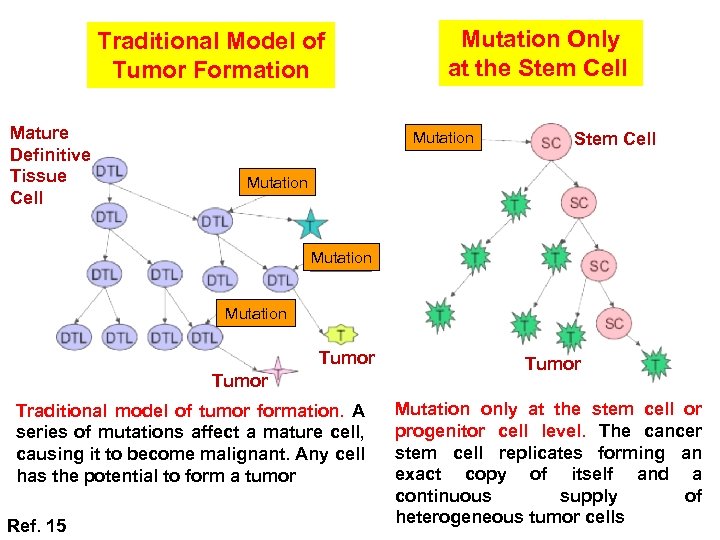 Traditional Model of Tumor Formation Mature Definitive Tissue Cell Mutation Only at the Stem