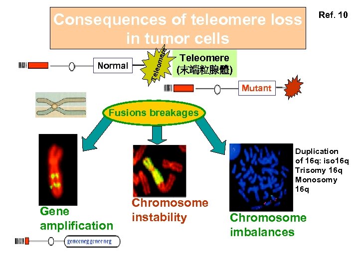 Tele Normal ome re Consequences of teleomere loss in tumor cells Ref. 10 Teleomere