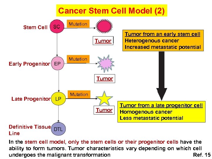 Cancer Stem Cell Model (2) Stem Cell Mutation Tumor Early Progenitor Tumor from an