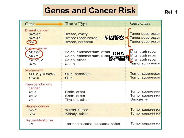 Genes and Cancer Risk 基因警察 DNA 修補基因 Ref. 1 