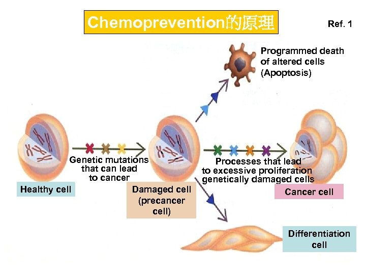 Chemoprevention的原理 Ref. 1 Programmed death of altered cells (Apoptosis) Genetic mutations that can lead