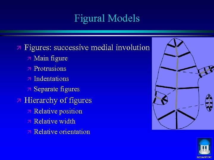 Figural Models ä Figures: successive medial involution ä ä ä Main figure Protrusions Indentations