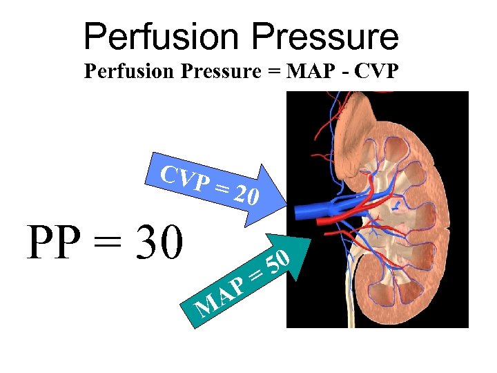 Perfusion Pressure = MAP - CVP = 20 PP = 30 AP M 50