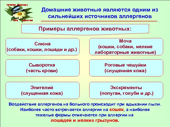 Домашние животные являются одним из сильнейших источников аллергенов Примеры аллергенов животных: Слюна (собаки, кошки,