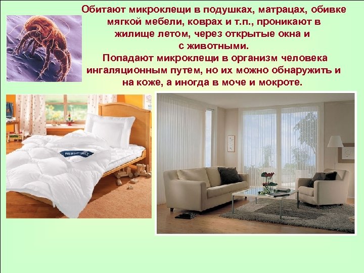 Обитают микроклещи в подушках, матрацах, обивке мягкой мебели, коврах и т. п. , проникают
