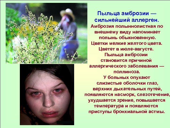 Пыльца амброзии — сильнейший аллерген. Амброзия полыннолистная по внешнему виду напоминает полынь обыкновенную. Цветки