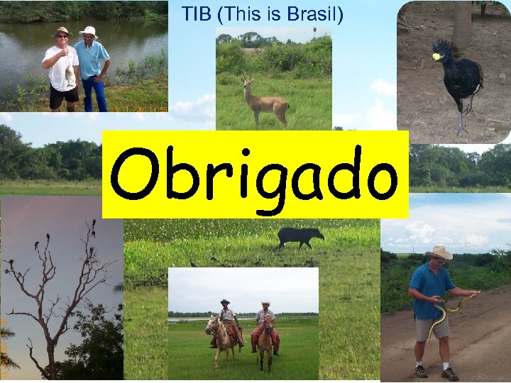 TIB (This is Brasil) Obrigado 