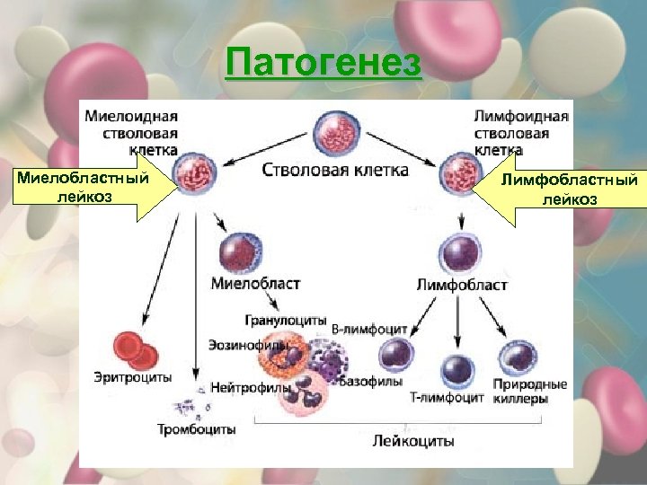 Патогенез Миелобластный лейкоз Лимфобластный лейкоз 