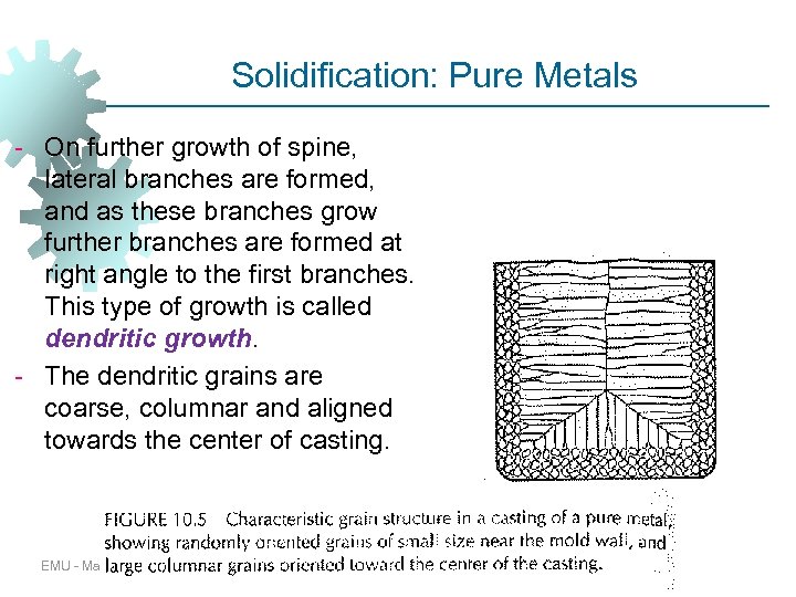 Solidification: Pure Metals - On further growth of spine, lateral branches are formed, and