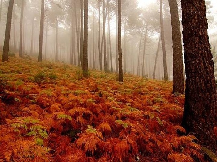 LAS 36 ESTRATEGIAS CHINAS Recopilación: Mgter. MIGUEL ARMANDO GARRIDO 