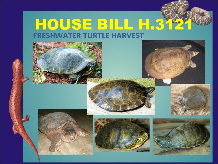HOUSE BILL H. 3121 FRESHWATER TURTLE HARVEST 