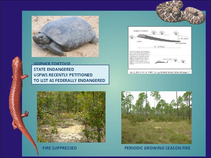 GOPHER TORTOISE STATE ENDANGERED USFWS RECENTLY PETITIONED TO LIST AS FEDERALLY ENDANGERED FIRE SUPPRESSED