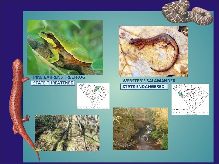 PINE BARRENS TREEFROG STATE THREATENED WEBSTER’S SALAMANDER STATE ENDANGERED 