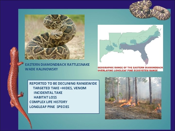 EASTERN DIAMONDBACK RATTLESNAKE WADE KALINOWSKY REPORTED TO BE DECLINING RANGEWIDE TARGETED TAKE –HIDES, VENOM