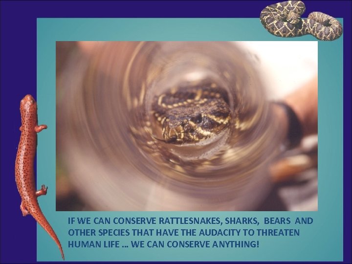 IF WE CAN CONSERVE RATTLESNAKES, SHARKS, BEARS AND OTHER SPECIES THAT HAVE THE AUDACITY