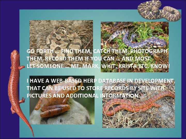 GO FORTH … FIND THEM, CATCH THEM, PHOTOGRAPH THEM, RECORD THEM IF YOU CAN