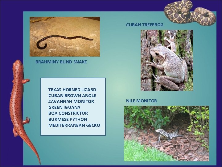 CUBAN TREEFROG BRAHMINY BLIND SNAKE TEXAS HORNED LIZARD CUBAN BROWN ANOLE SAVANNAH MONITOR GREEN