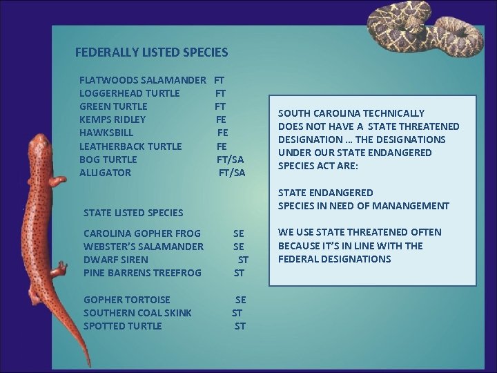 FEDERALLY LISTED SPECIES FLATWOODS SALAMANDER LOGGERHEAD TURTLE GREEN TURTLE KEMPS RIDLEY HAWKSBILL LEATHERBACK TURTLE