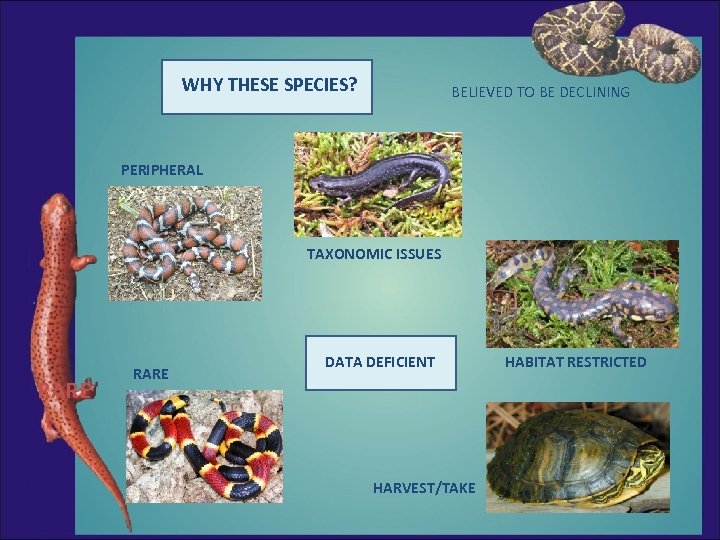 WHY THESE SPECIES? BELIEVED TO BE DECLINING PERIPHERAL TAXONOMIC ISSUES RARE DATA DEFICIENT HARVEST/TAKE