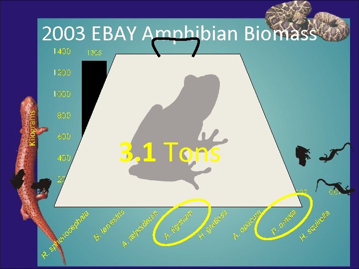 Kilograms 2003 EBAY Amphibian Biomass 3. 1 Tons 