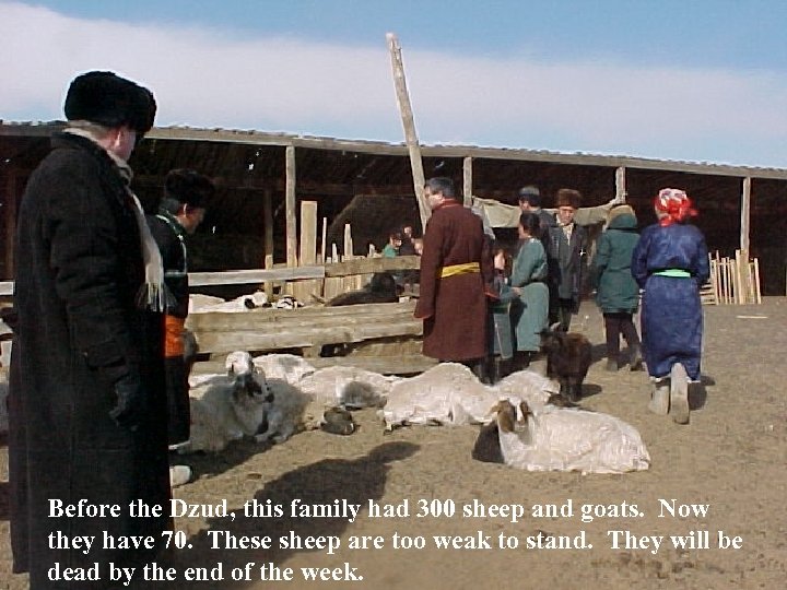 Before the Dzud, this family had 300 sheep and goats. Now they have 70.